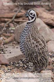 Birds That Start With I 3 Surprising Reasons Why Birding Can Help You Self Care Bird Sightings Merlin Bird
