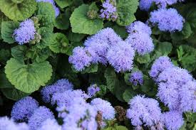 Image result for Ageratum