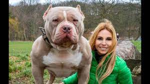 The american bully breed developed as a natural extension of the american pit bull terrier. Dangerous Or Good Pets The American Bully Dog Youtube