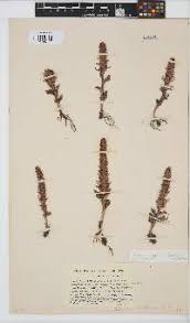 Image result for Satyrium amblyosaccos