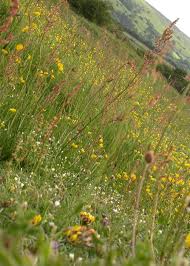 Limestone Grassland Restoration