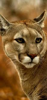 Puma Beautiful Creature Animals Animals Beautiful Big Cats