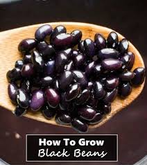 Do not plant in a garden bed where other legumes have grown for the past 3 years. Pin On Growing Plants