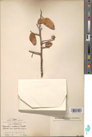 Image result for Synsepalum muelleri