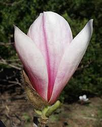 Image result for Magnolia sargentiana