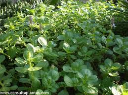 Image result for Coleus caninus