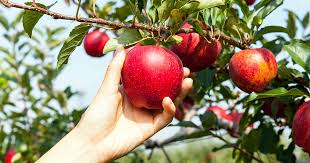 The trees need a location with full sun. How To Grow And Care For Apple Trees Gardener S Path