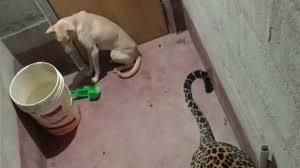 We did not find results for: Anjing Ini Selamat Setelah Terkurung 7 Jam Dengan Macan Tutul