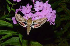 The birds love the bright. Beautiful Hawk Moths Are Common In Michigan Gardens This Year Gardening In Michigan
