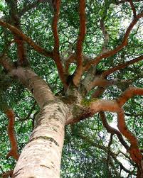 Image result for Hymenaea courbaril