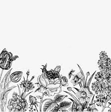 Free flower black and white transparent background. Free Flower Sketch Pull Material Sketch Black And White Flowers Png Transparent Clipart Image And Psd File For Free Download Flower Sketches Black And White Flowers White Flower Png