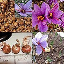 Saffron Crocus A Spice Worth Growing Flower Seeds Crocus Flower Garden Plants For Sale