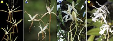 Image result for Ypsilopus