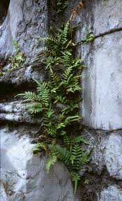 Image result for Pteris friesii
