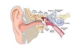 Image result for Inner Ear Decompression Sickness