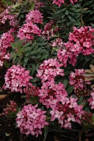 Check out our fragrant tree selection for the very best in unique or custom, handmade pieces from our товары для рукоделия shops. Ruby Glow Daphne Daphne Cneorum Ruby Glow At Oakland Nurseries Inc Daphne Plant Flower Farm Fragrant Plant