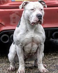 Amercan Bully On Instagram Where My Friends At Americanbully Americanbully4life Americanbullywor Bully Breeds Dogs American Bulldog Puppies Bully Dog
