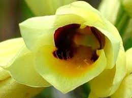 Image result for Disa welwitschii