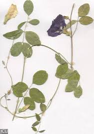 Image result for Clitoria ternatea