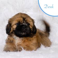The current median price of shih tzus in florida is $1,999.50. Shih Tzu Puppies For Sale Orlando Fl 299300 Petzlover