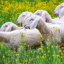 Juni herum noch einmal einen kälteeinbruch bringen soll. Schafskalte Instagram Posts Photos And Videos Picuki Com