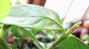 Remember that what works in my garden may not work in yours. Indoor Gardening Tips How Do I Kill Little Bugs On House Plants Youtube