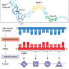 Polypeptides inspired by the natural functional and structural proteins present in living systems are promising materials for various fields in terms of their versatile functionality and physical properties. 1