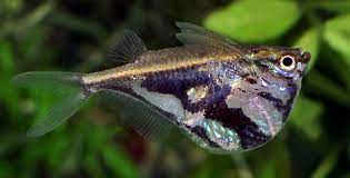 Freshwater Hatchetfish Fish Fishing Boats Blog