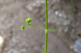 Image result for Oldenlandia hockii