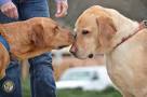 - Pennsylvania Lab Rescue - ADOPTIONS - Rescue Me!