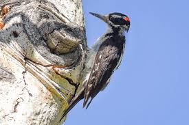 Check spelling or type a new query. Sounds Hairy Woodpecker Rocky Mountain National Park U S National Park Service