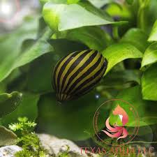 Faqs About Kuhlii Loaches