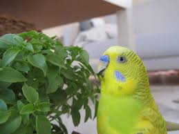 I Am Eksi I Like Lettuce And I Talk Whenever I Want I Am The Spoilt Babe Of My Parents Kus Komik Hayvanlar Hayvanlar