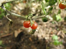 Image result for Solanum sp. B