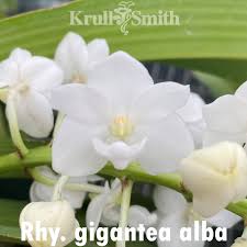 Image result for Rhynchosia alluaudii