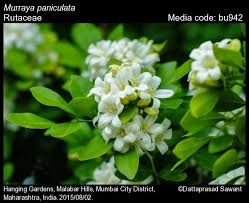 Image result for Murraya paniculata