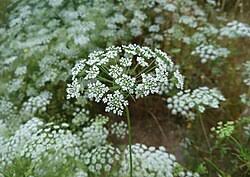 Image result for Pimpinella