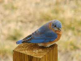 To make your yard a convenient place for both nesting and foraging, make sure they have plenty of different locations to perch. Bluebird Wikipedia