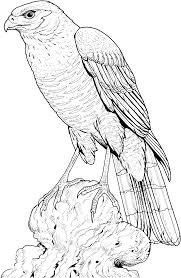 Perched Hawk Coloring Page Gif 1728 2653 Bird Drawings Animal Coloring Pages Eagle Drawing