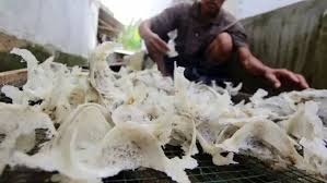 Jika ingin merintis usaha, anda bisa melirik bisnis sarang burung walet karena mampu memberi untung berlipat. Sarang Burung Walet Banyak Dikirim Ke China Harga 1 Kg Tembus Rp25 Juta