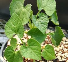 Image result for Kedrostis africana