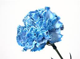 Meaning of the baby's breath flower. What Are Blue Carnations Floraqueen