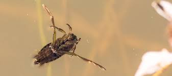 10 Types Of Swimming Pool Bugs And 7 Steps To Get Rid Of Them