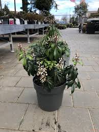 Image result for Pieris japonský bonfire obrázek