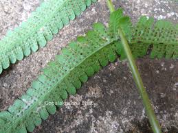 Image result for Christella dentata