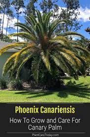 Pin On Best Of Plantcaretoday