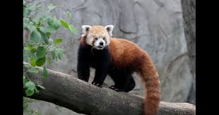 Red Panda