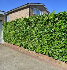 Affraid only pics as didnt have time to film, a bonus at the end tho of things to come, a 2 part cutting vid so look out for that!!! Hedge Trimming Ali Wales Tree Solutions