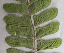 Image result for Asplenium inaequilaterale