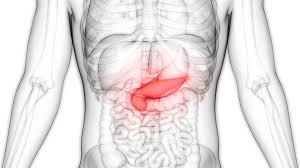 Lower back organ anatomy diagram. Pancreas Anatomy Function And Treatment